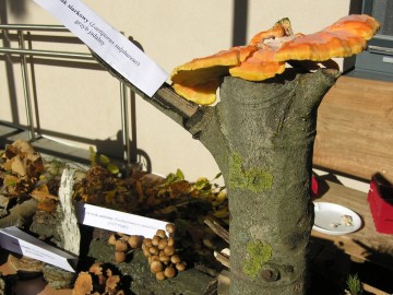 Dzień Grzyba 14.10.2018r. - wystwa, prelekcja i spacer po lesie, fot. R.Jaskuła